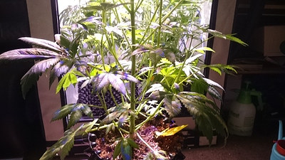 Growreport Bild 2