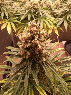 Growreport Bild 22