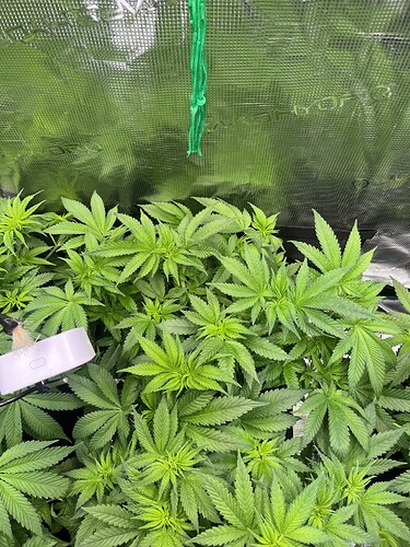 Growreport Bild 5