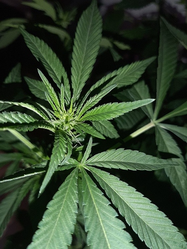 Growreport Bild 12