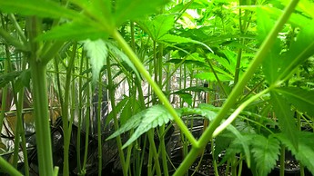 Growreport Bild 2