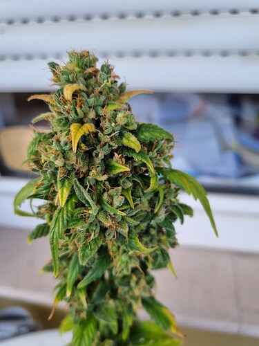 Growreport Bild 1