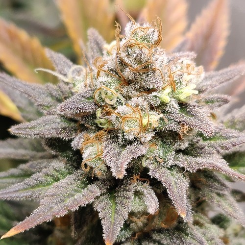 Growreport Bild 26