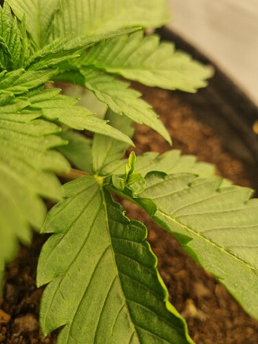 Growreport Bild 16