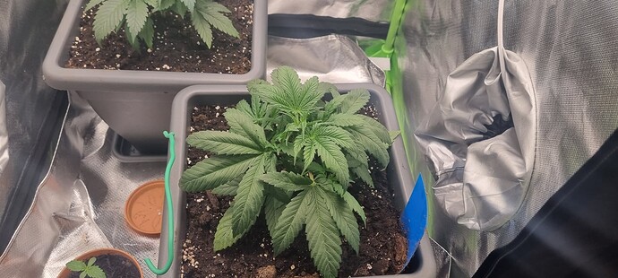 Growreport Bild 1