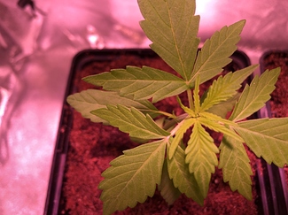 Growreport Bild 5