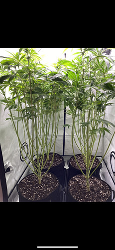 Growreport Bild 4