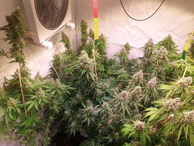 Growreport Bild 15