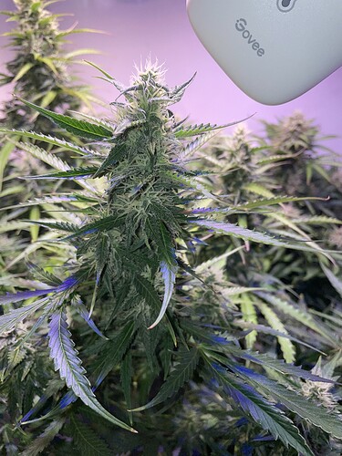 Growreport Bild 6