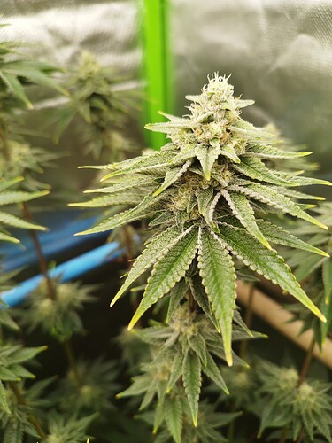 Growreport Bild 2