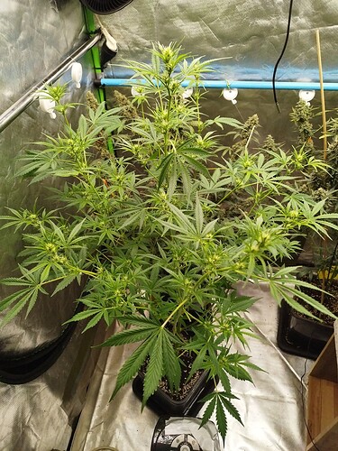 Growreport Bild 3