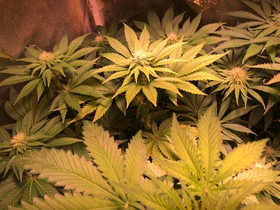 Growreport Bild 21