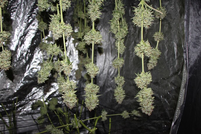 Growreport Bild 3