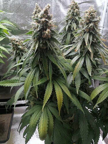 Growreport Bild 3
