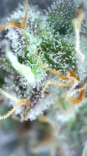 Growreport Bild 2
