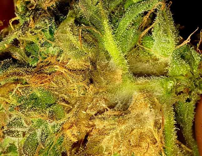 Growreport Bild 28