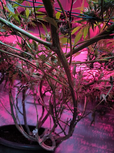 Growreport Bild 3