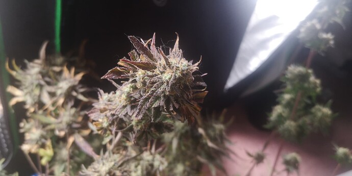 Growreport Bild 22