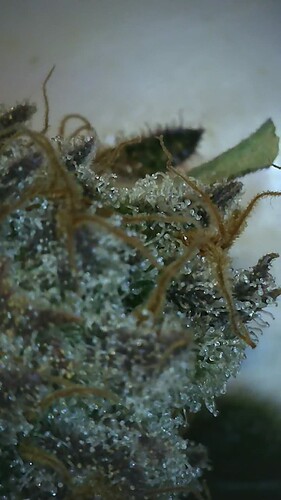 Growreport Bild 4
