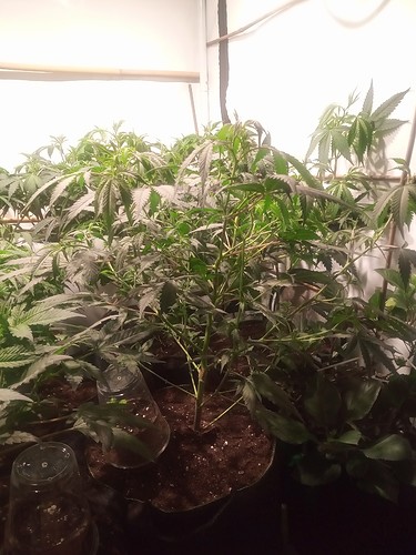 Growreport Bild 22