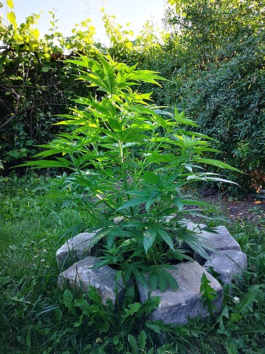 Growreport Bild 18