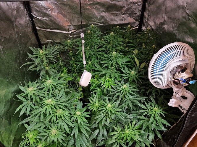 Growreport Bild 35