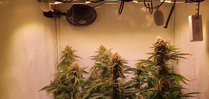 Growreport Bild 1