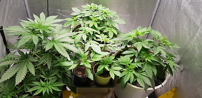 Growreport Bild 24