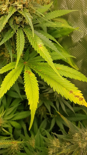 Growreport Bild 6