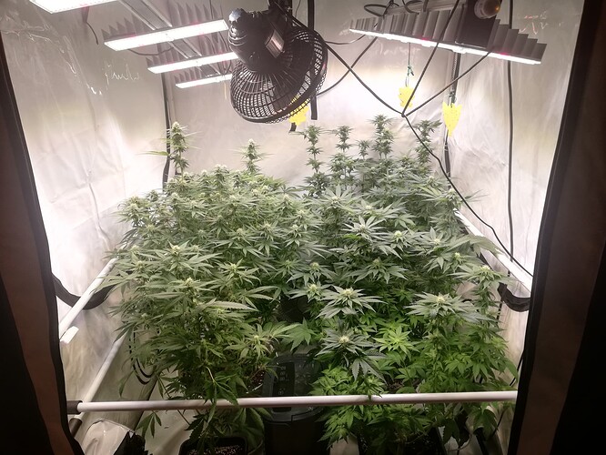 Growreport Bild 1