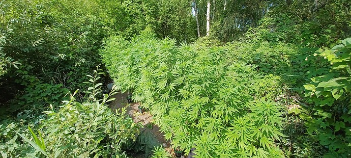 Growreport Bild 5