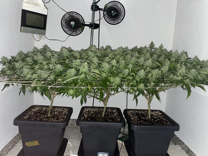 Growreport Bild 5