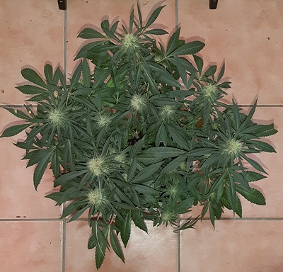 Growreport Bild 8