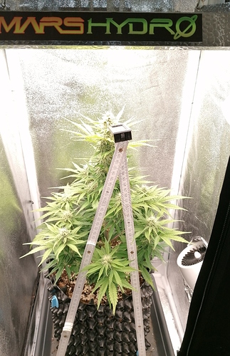 Growreport Bild 2