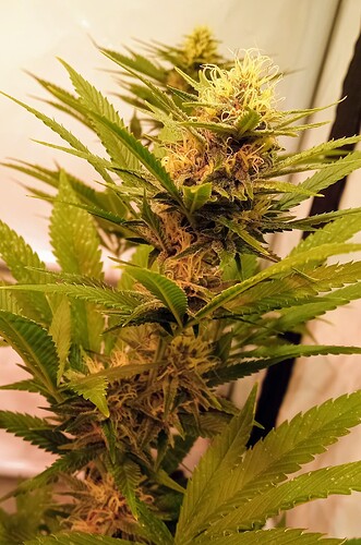 Growreport Bild 6