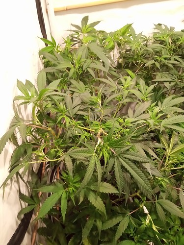Growreport Bild 50