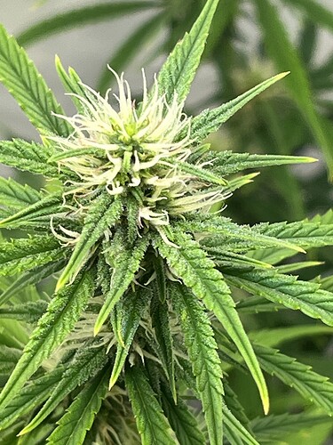 Growreport Bild 24