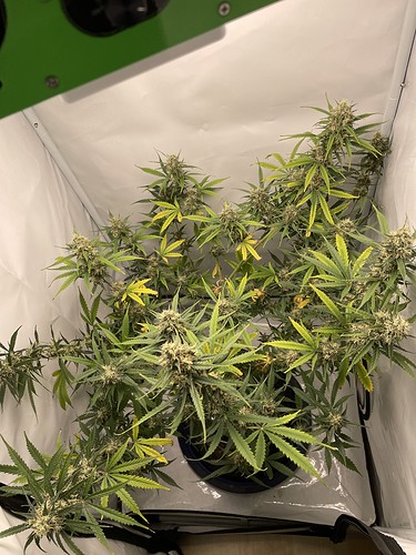 Growreport Bild 21