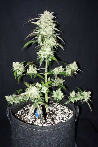 Growreport Bild 2