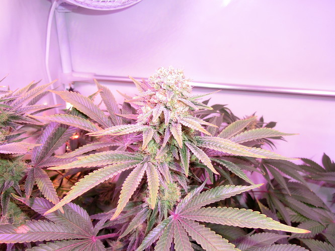 Growreport Bild 7