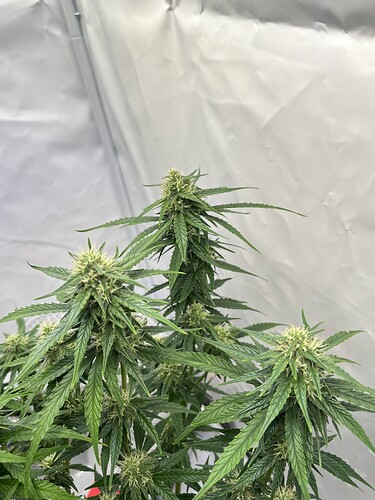 Growreport Bild 24