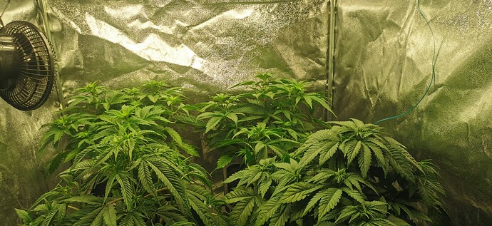 Growreport Bild 45
