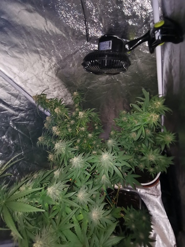 Growreport Bild 1