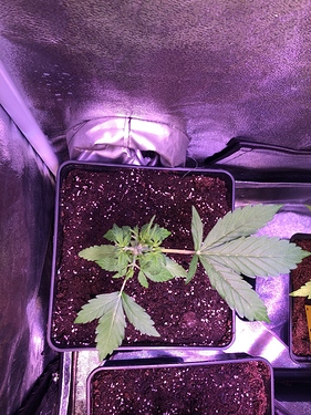 Growreport Bild 46