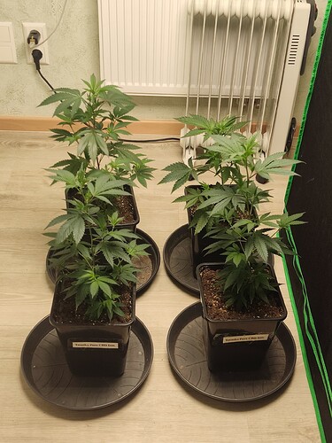 Growreport Bild 5