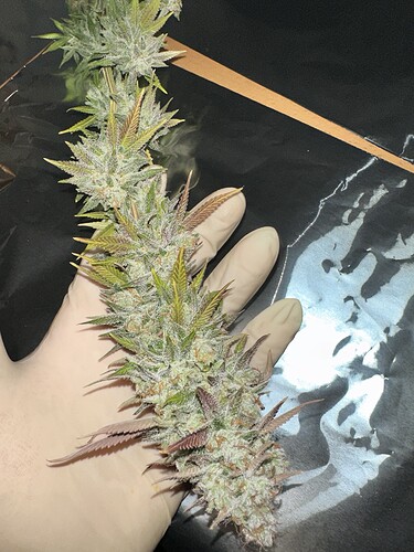 Growreport Bild 2