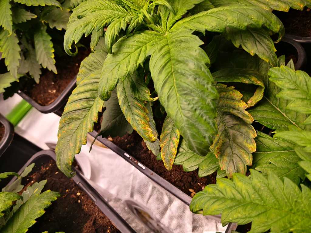 Gelbe blätter verbrannt und Braune Flecken Was fehlt der Pflanze? Nährstoffe Forum