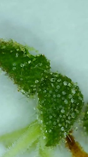 Growreport Bild 1