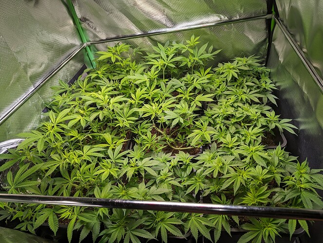 Growreport Bild 3
