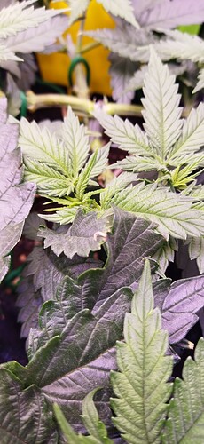 Growreport Bild 5